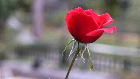 A rose swaying with the wind in the garden Stock Footage 163740603