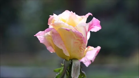 A rose swaying with the wind in the garden Stock Footage 163740685