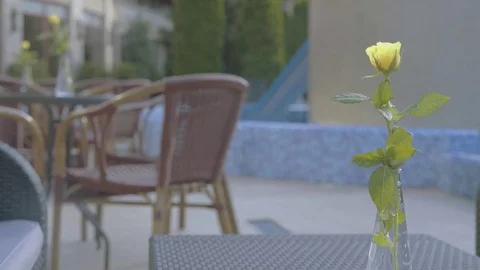 Rose on a table Stock Footage 72426346