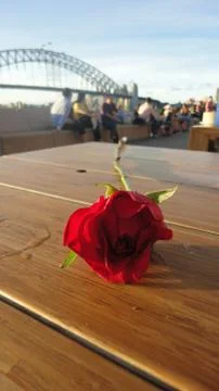 Rose on the table Harbour Bridge 写真素材