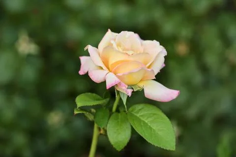 Rose Taleya Stock Photos