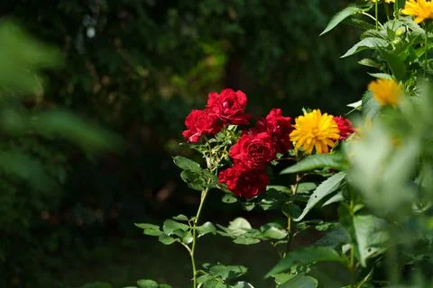 Rose Tamango Stockfoto's