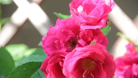 Rose tea, cottage Stock Footage 76899116