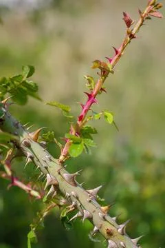 Rose thorns closeup Stock Photos