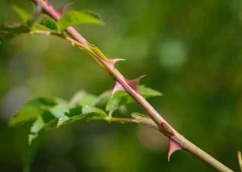 Rose thorns closeup Stock Photos