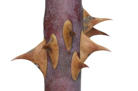 Rose Thorns Stock Photos