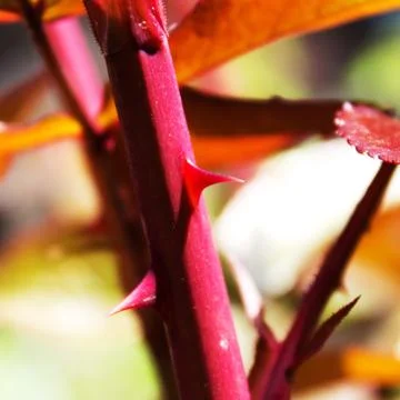 Rose thorns Foto stock