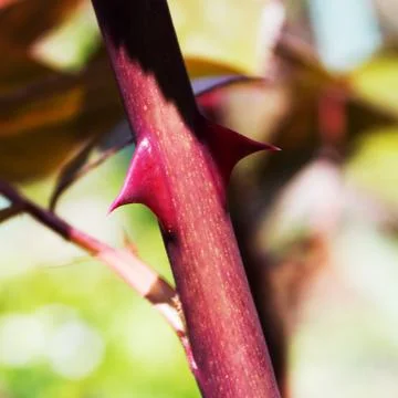 Rose thorns Stock Photos