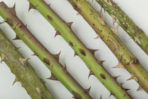 Rose thorns Stock Photos