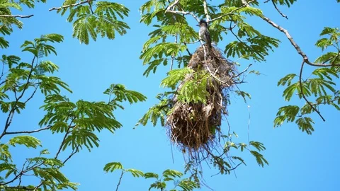 Rose-throated becard bird in its nest at natural habitat in the forest Stock Footage 92764045