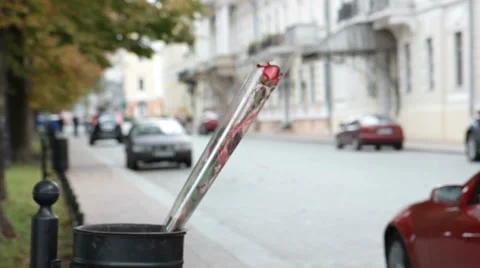 Rose, thrown in the trash. Video stock 35586826