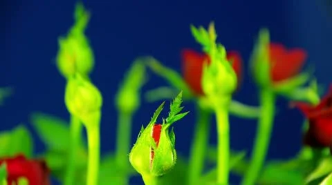 Rose time lapse. Closeup Red rose is blooming Stock Footage 11242425