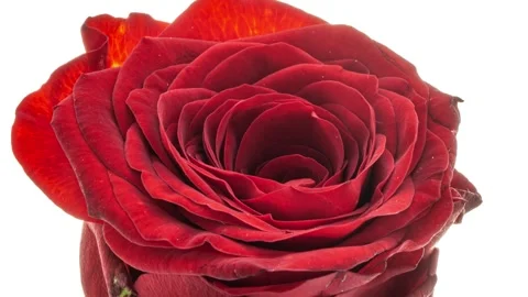 The Rose. TIme Lapse Flower. Red rose blooms . Timelapse. Stock Footage 240905344