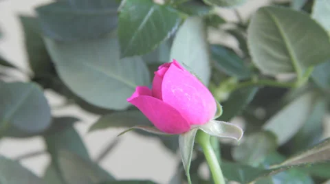 Rose time lapse Video stock 36214610
