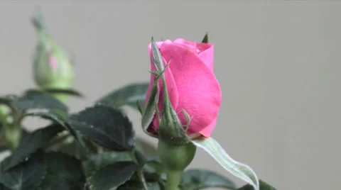 Rose time lapse Video stock 36215008
