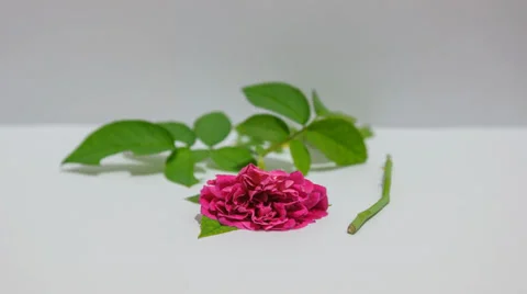 Rose Timelapse Stock Footage 38800190