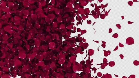 Rose Transition on Alpha Channel Video stock 252587501