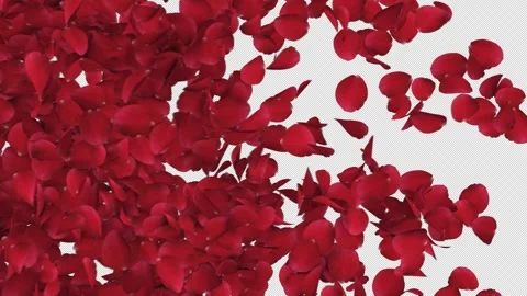 Rose Transition on Alpha Channel Stock Footage 284200186