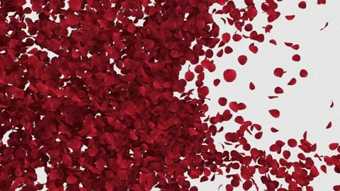 Rose Transition on Alpha Channel Video stock 288959287