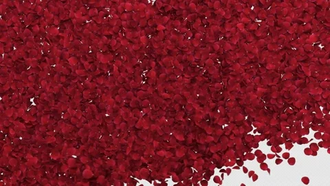 Rose Transition on Alpha Channel Stock Footage 294483744