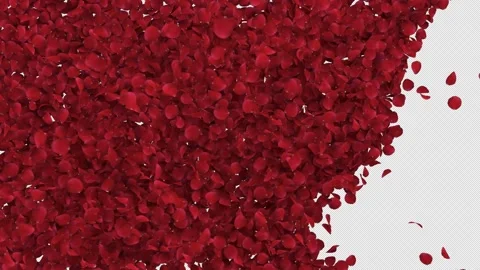 Rose Transition on Alpha Channel Stock Footage 295743236