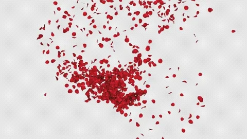Rose Transition on Alpha Channel Video stock 301038926