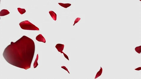 Rose transition background on alpha key Video stock 200915219