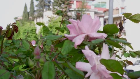 A rose tree with beautiful flowers at sunset Vídeos de archivo 316536880