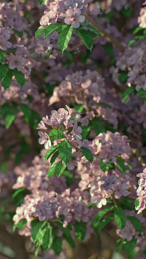 A rose tree in full bloom with delicate petals illuminated by morning light.. Stock Footage 303346637
