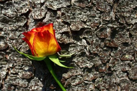 Rose on a tree Stock Photos