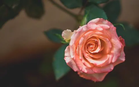Rose on tree. Stock Photos