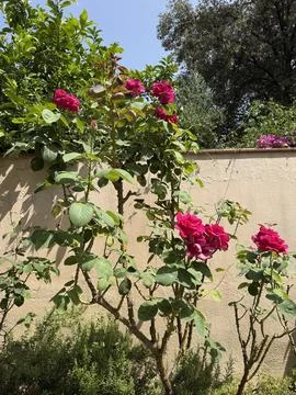 Rose tree Foto stock