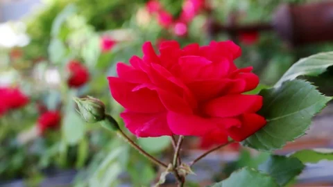 Rose tree with red flowers. Stock Footage 109558813