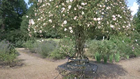 Rose tree in a rose garden 库存影片 133201802