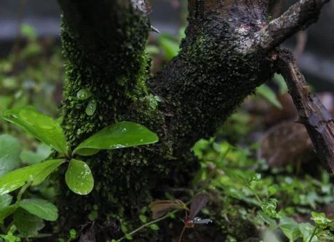 Rose tree trunk Stock Photos