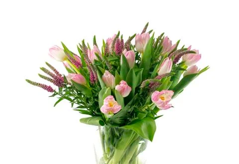 Rose tulip Stock Photos