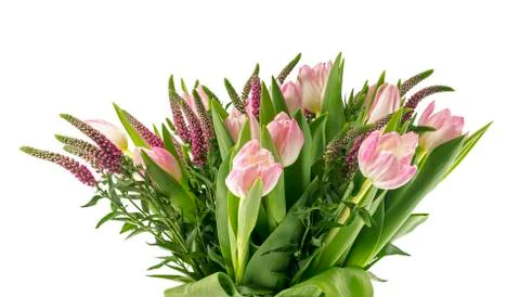 Rose tulip Photos
