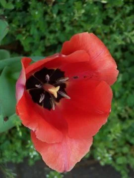 Rose Tulip Stock Photos