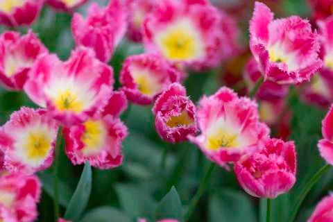 Rose tulips close-up Foto stock