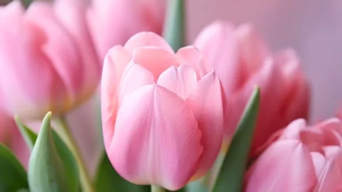 Rose tulips side shot camera moving  Stock-Footage 241776185