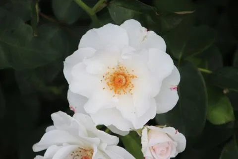 Rose type Maria Mathilde in close-up in the public rosarium of Boskoop in the Stock Photos