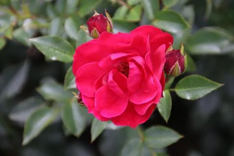 Rose type Raspberry royal in close-up in the public rosarium of Boskoop in th Stock Photos