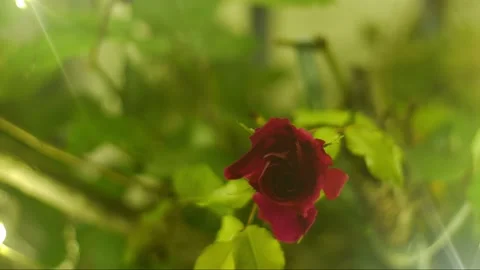 Rose UHD Vidéo 130471014