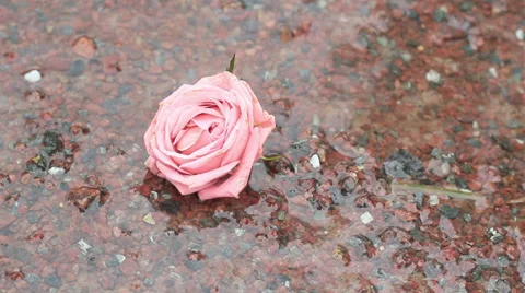 Rose under rain Stock Footage 31744923