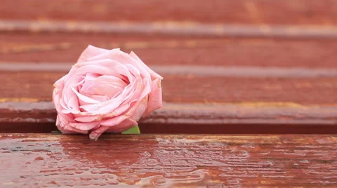 Rose under rain Stock Footage 31744925