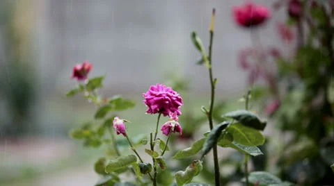 Rose under rain Stock-Footage 53829236