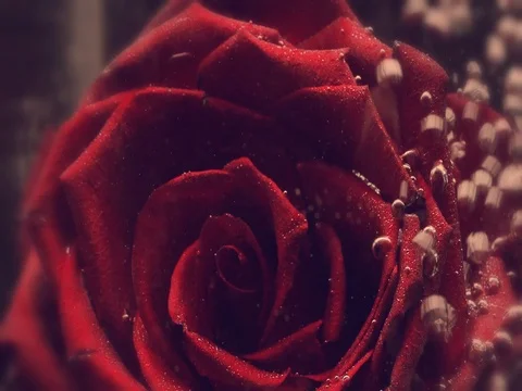 Rose underwater Video stock 80594771