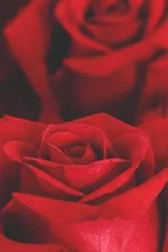 Rose of Valentines Day Stock Photos