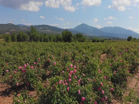 The Rose Valley of Kazanlak Rows Stock Footage 89979205