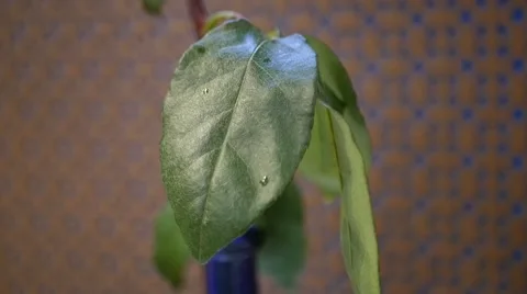 Rose in vase close-up Stock Footage 69054021